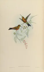 Eriocnemis isaacsoni = Eriocnemis sp。 x Helianthea sp